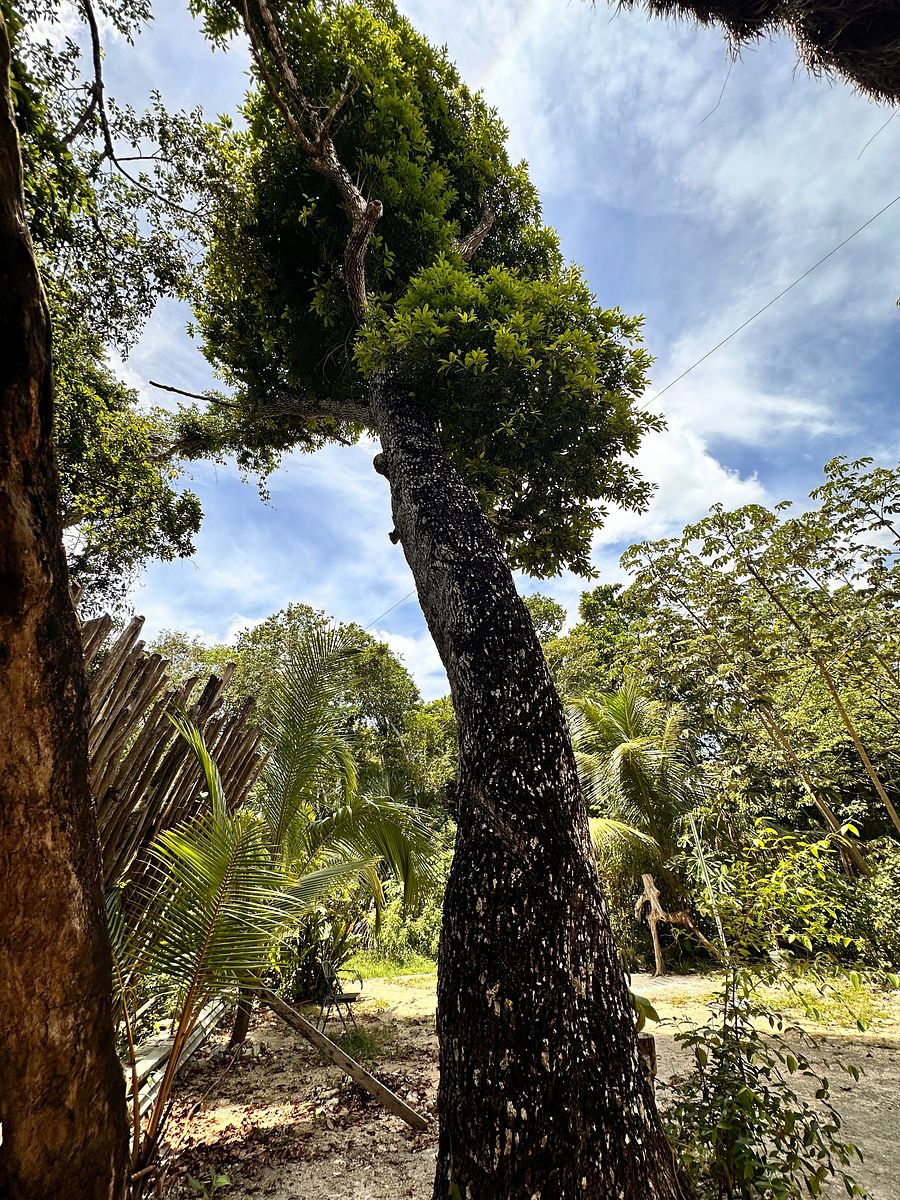 Casa en Hondzonot, Tulum, foto 17 de 21