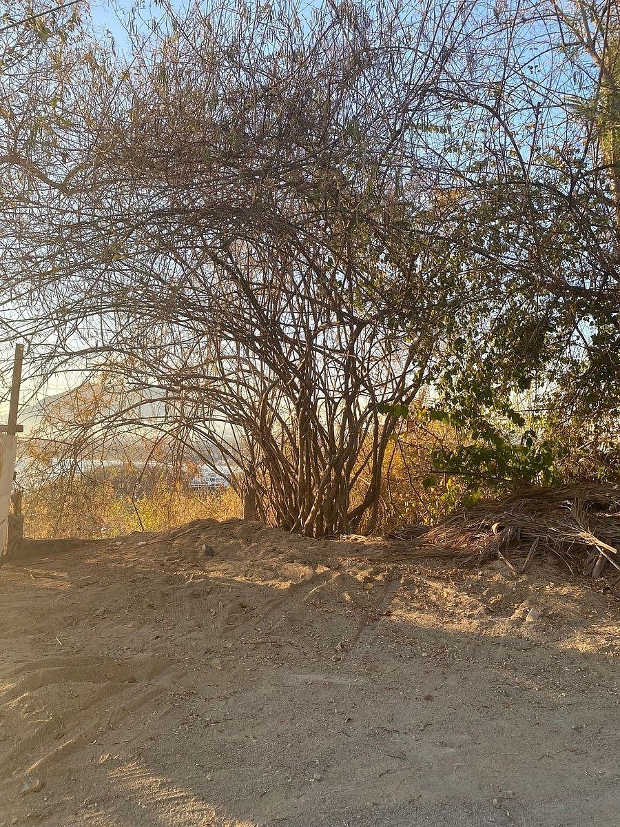 Lote em Península de Santiago, Manzanillo, foto 2 de 10