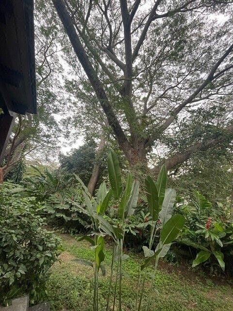 Lote em Residencial Esmeralda Norte, Colima, foto 3 de 7