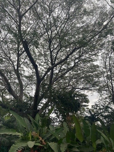 Lote em Residencial Esmeralda Norte, Colima, foto 4 de 7