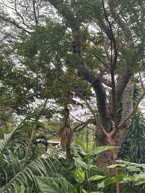 Lote em Residencial Esmeralda Norte, Colima, foto 5 de 7