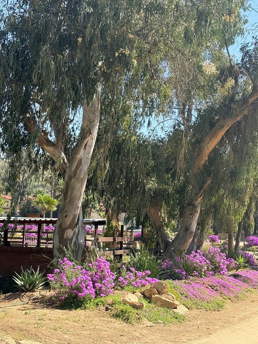 Lote em Tecate, Tecate, foto 4 de 23
