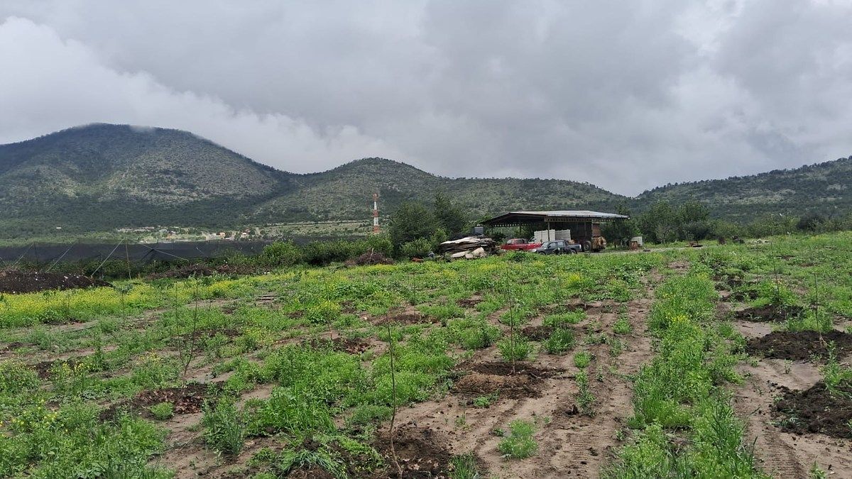 Apple orchard in Jame Arteaga Coah, photo 1 of 9
