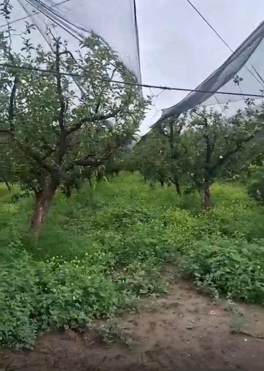 Orchard in Jame, Arteaga, photo 3 of 9