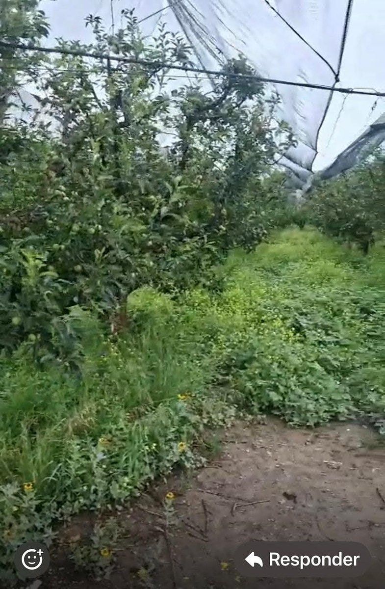 Orchard in Jame, Arteaga, photo 4 of 9