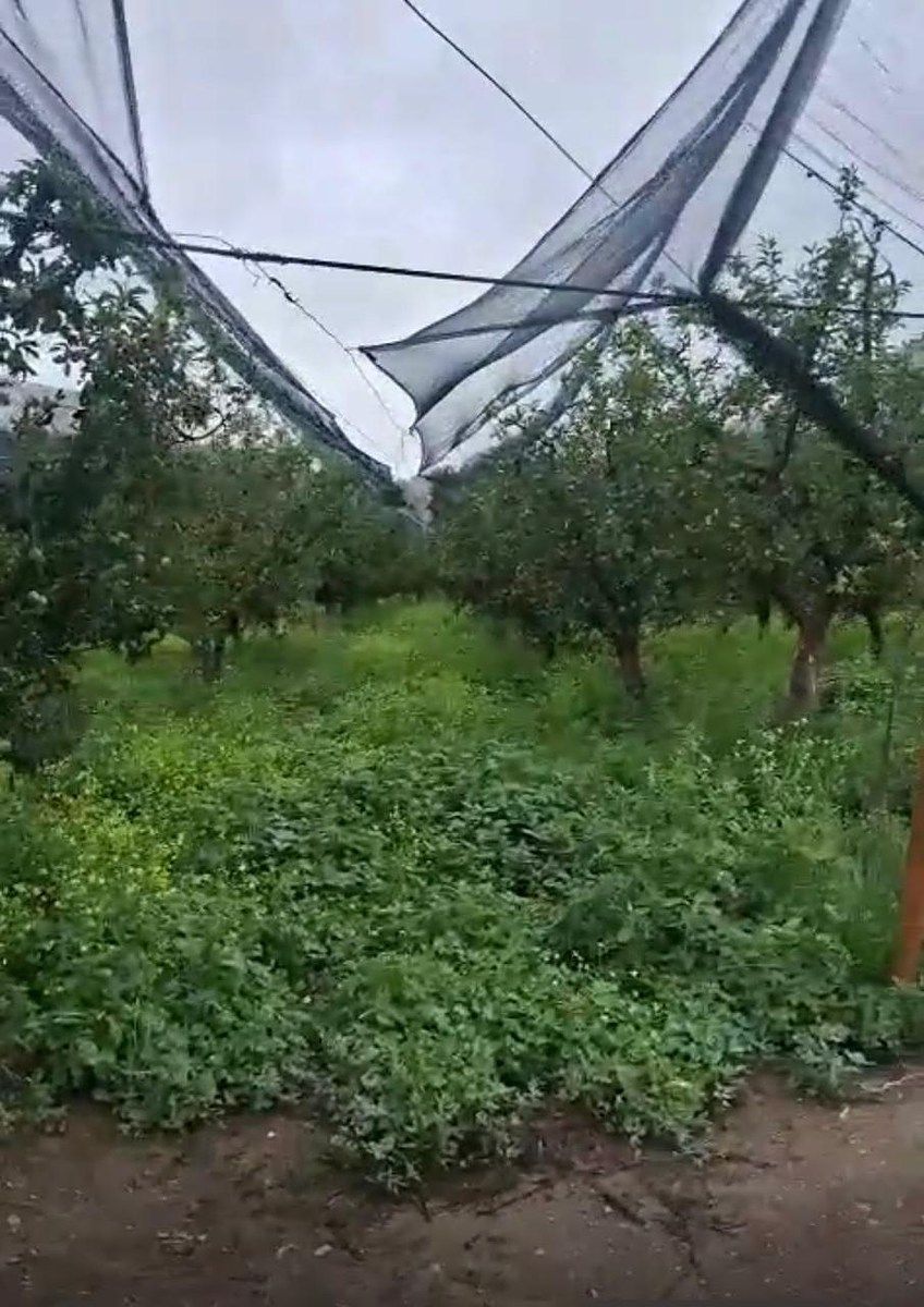 Orchard in Jame, Arteaga, photo 2 of 9