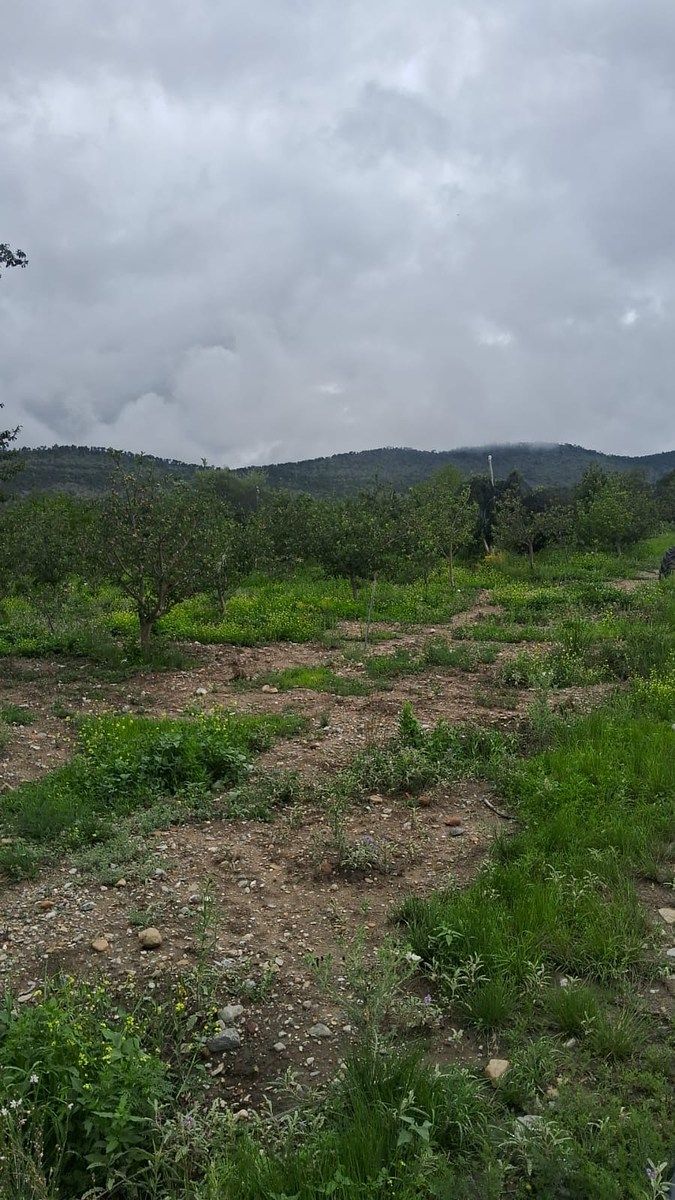 Orchard in Jame, Arteaga, photo 5 of 9