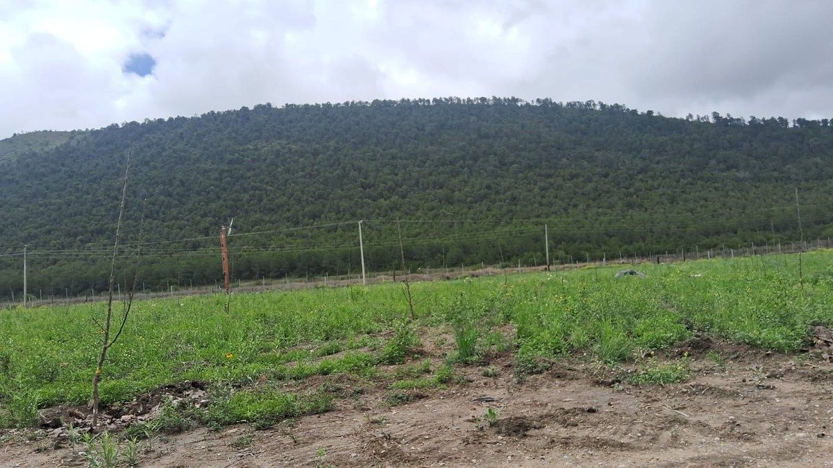 Orchard in Jame, Arteaga, photo 6 of 9