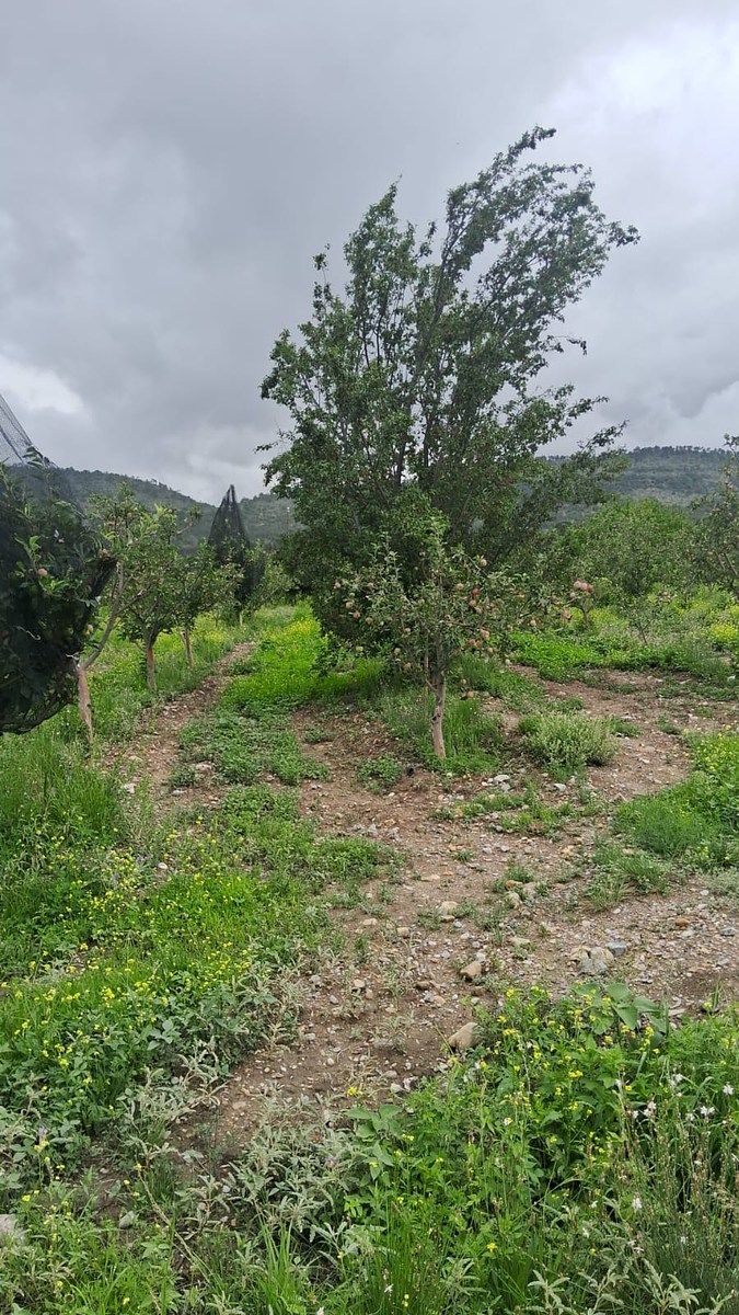 Orchard in Jame, Arteaga, photo 7 of 9