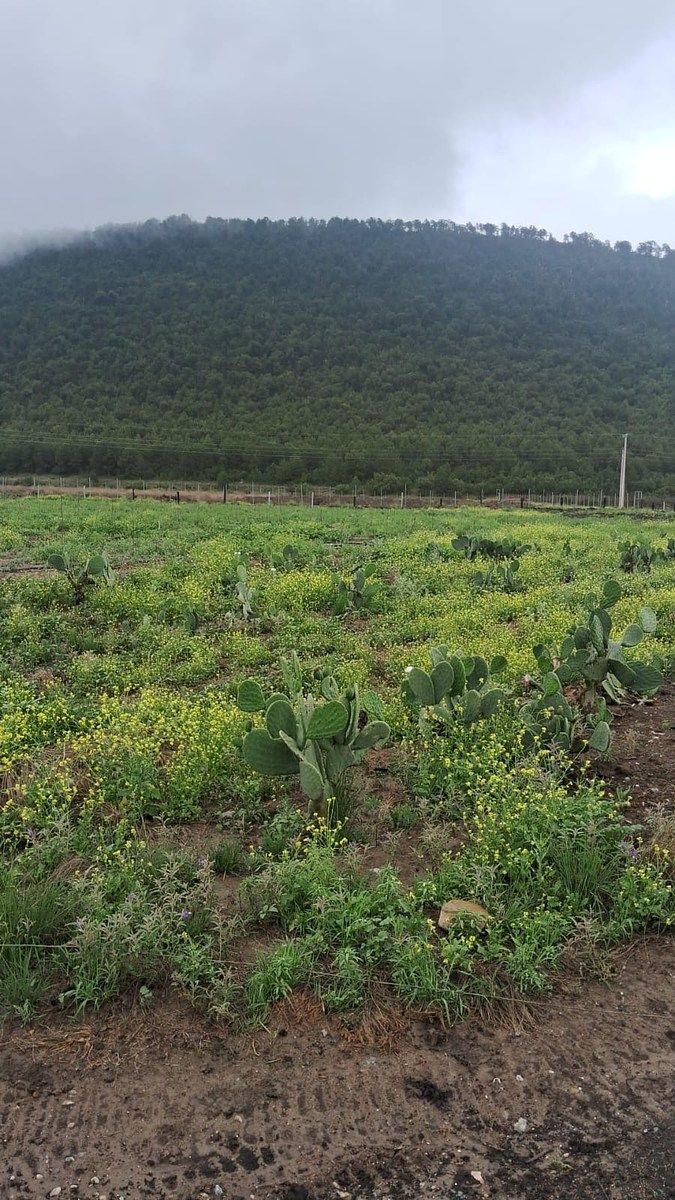 Orchard in Jame, Arteaga, photo 8 of 9