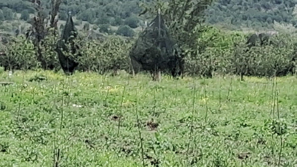 Orchard in Jame, Arteaga, photo 9 of 9