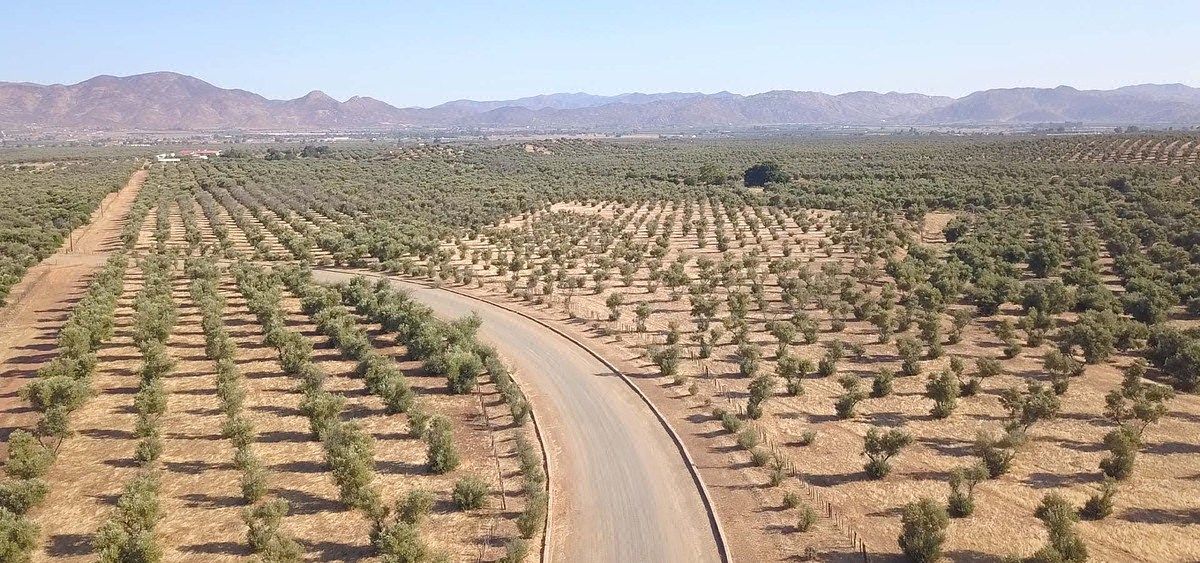 Terreno Valle de Guadalupe Los Olivares Financiado