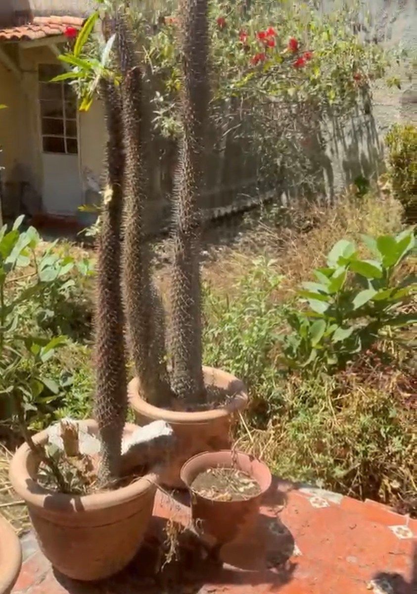 Casa en Guadalupe Inn, Álvaro Obregón, foto 14 de 14