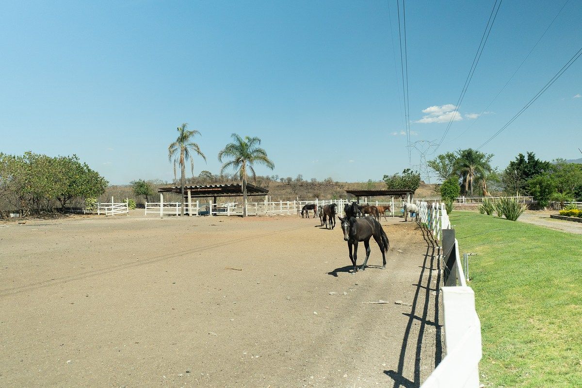 Fazenda em Zapotlanejo Centro, Zapotlanejo, foto 4 de 29