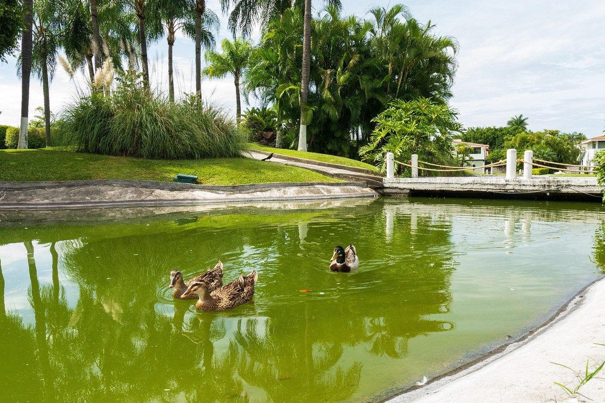 Casa em José G Parres, Jiutepec, foto 13 de 14