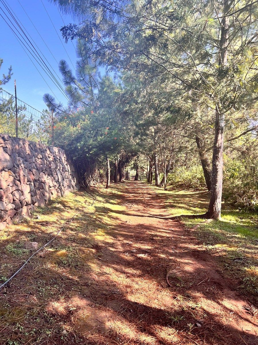 Lot in Tapalpa, Tapalpa, photo 3 of 18