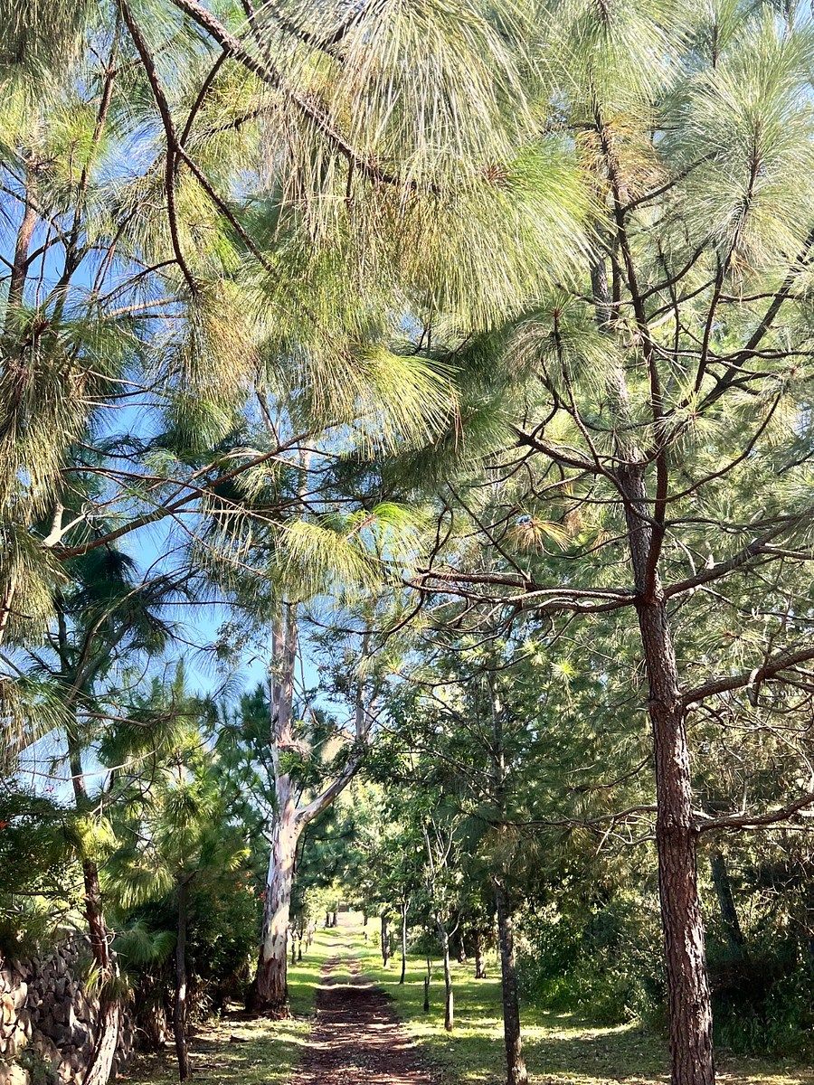 Lot in Tapalpa, Tapalpa, photo 13 of 18