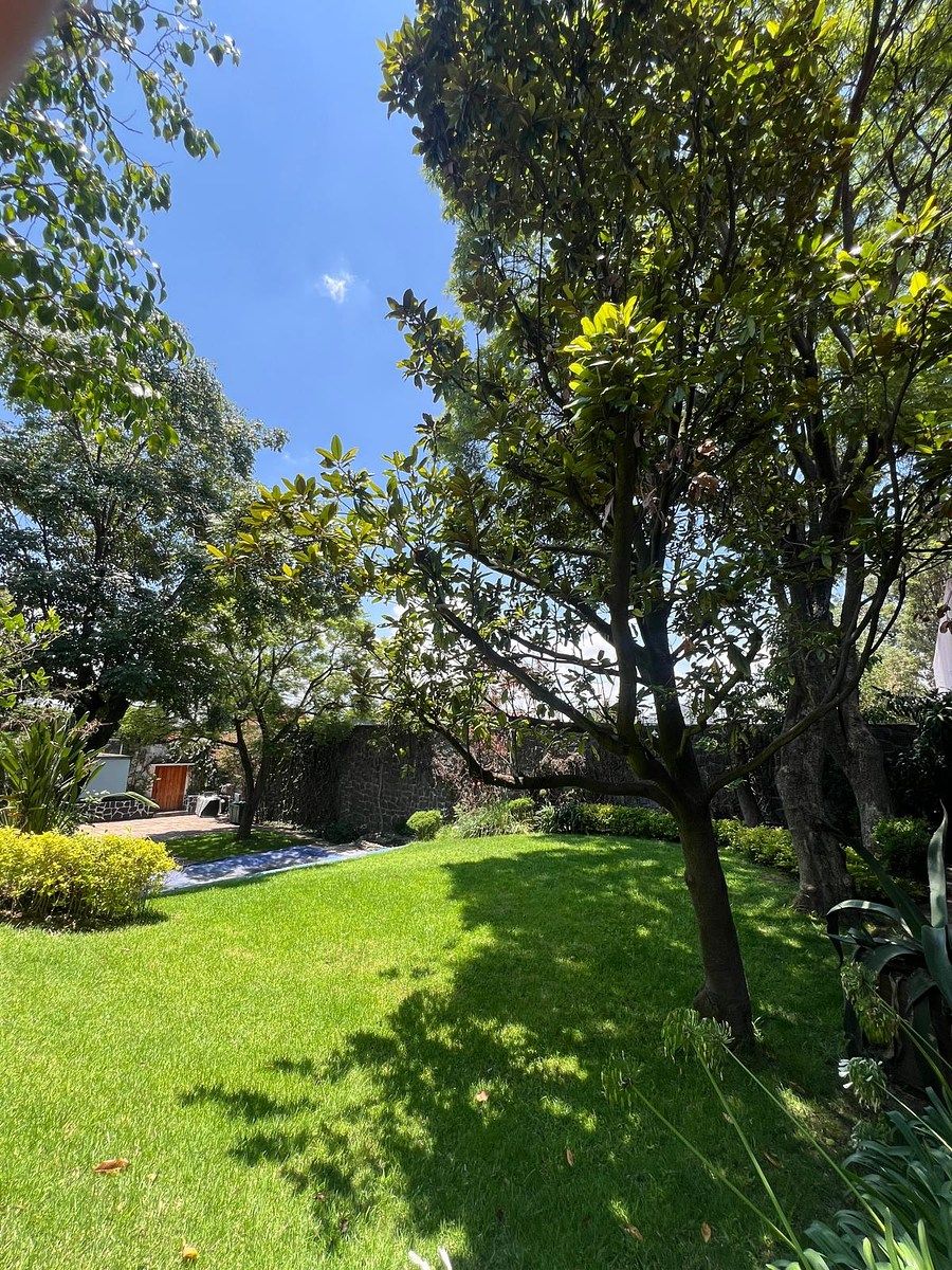Jardín — perspectiva entre árboles maduros, foto 36 de 36