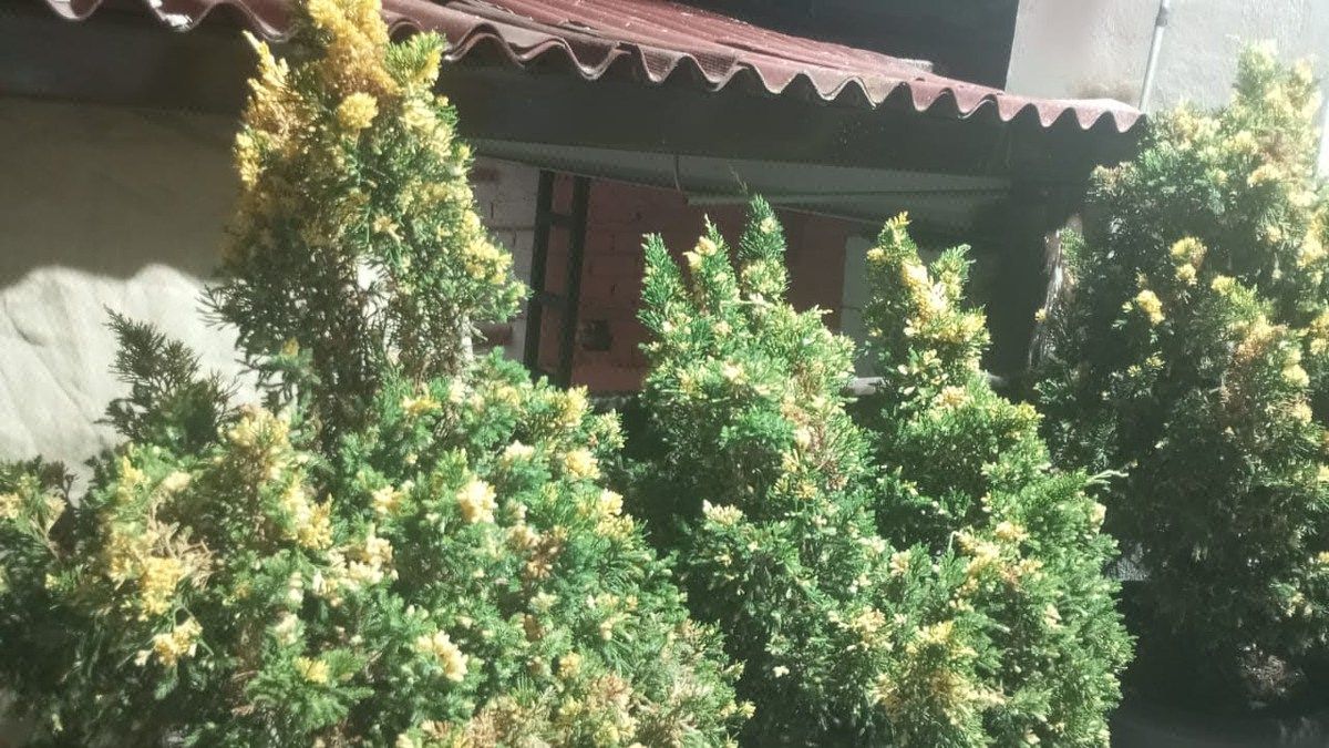 House in Atemajac Del Valle, Zapopan, photo 39 of 48