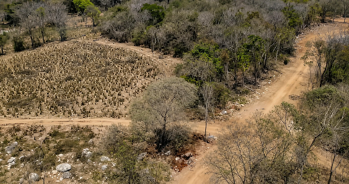32.3 Hectares (79.8 Acres) | Southern Troncones  Land Opportunity, foto 1 de 13