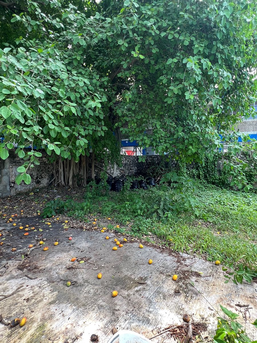Casa em Mérida Centro, Mérida, foto 23 de 31
