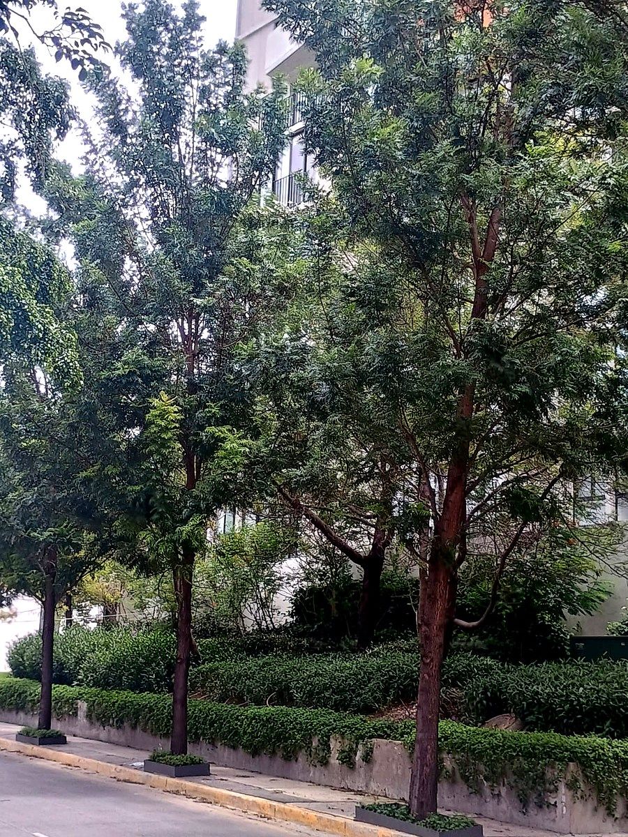 Departamento en El Vigía, Zapopan, foto 21 de 24