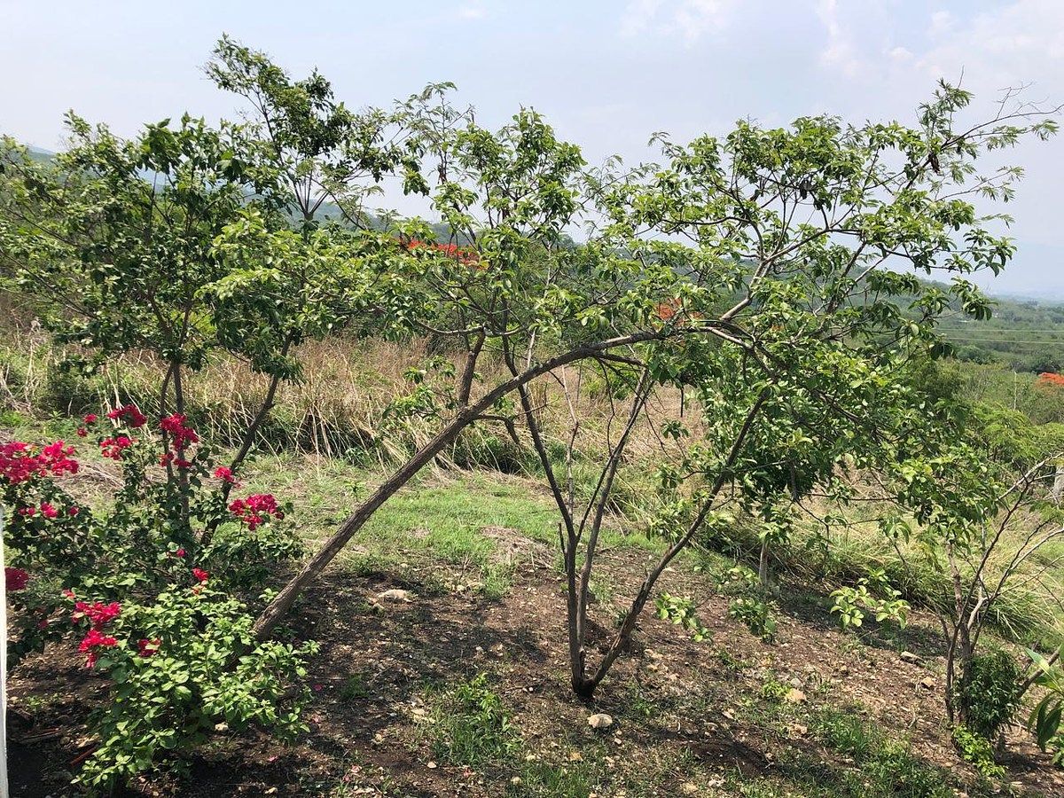Lote em Rivera Cupia, Chiapa de Corzo, foto 15 de 30