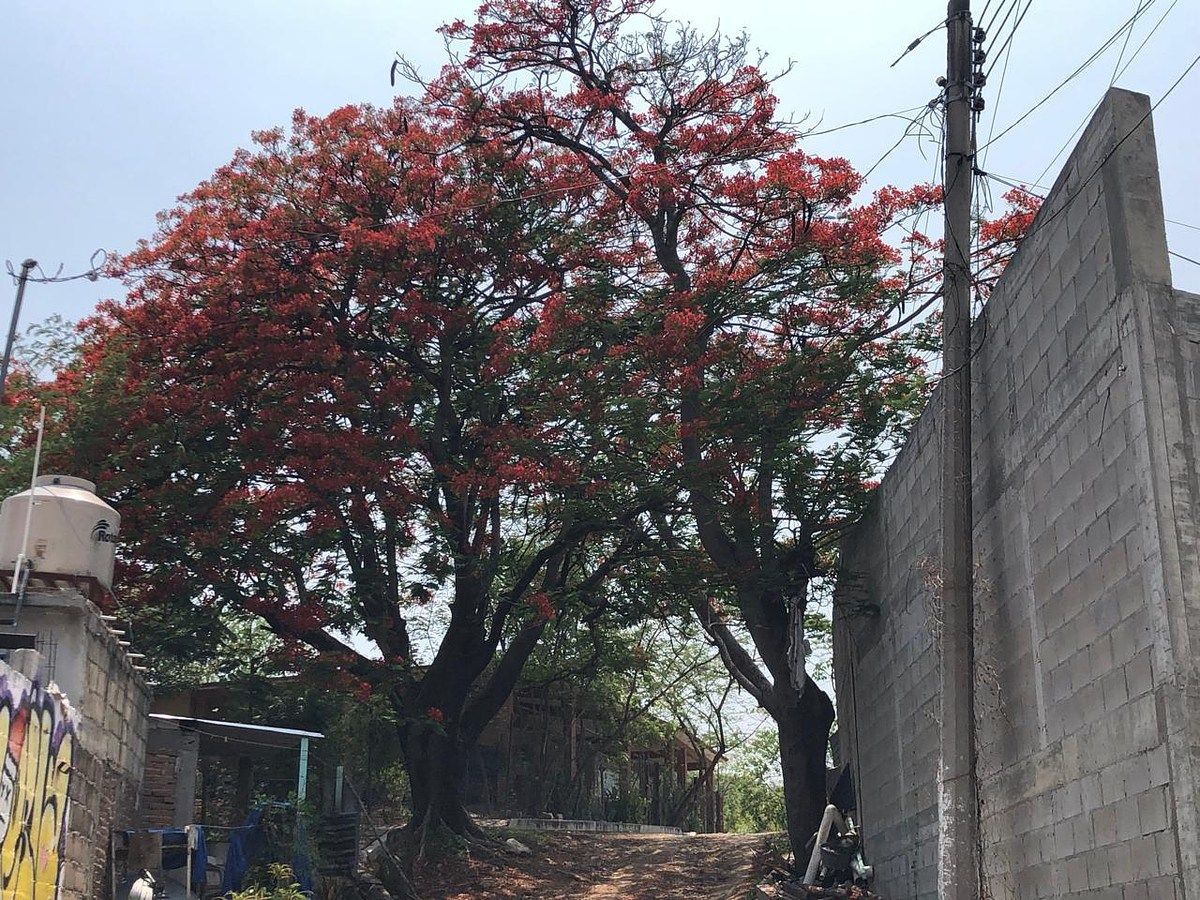 Lote em Rivera Cupia, Chiapa de Corzo, foto 10 de 30