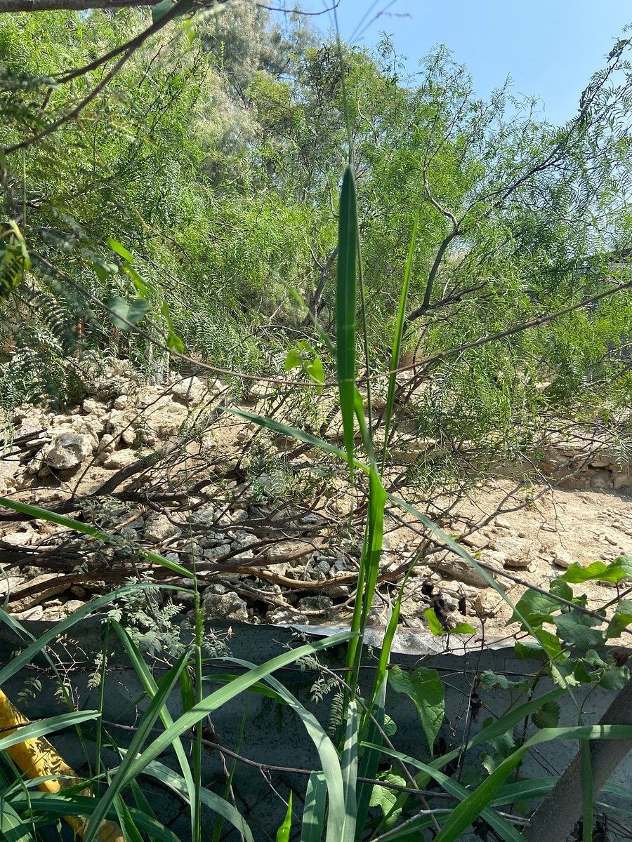 VENTA DE TERRENO ESCOBEDO, foto 1 de 7