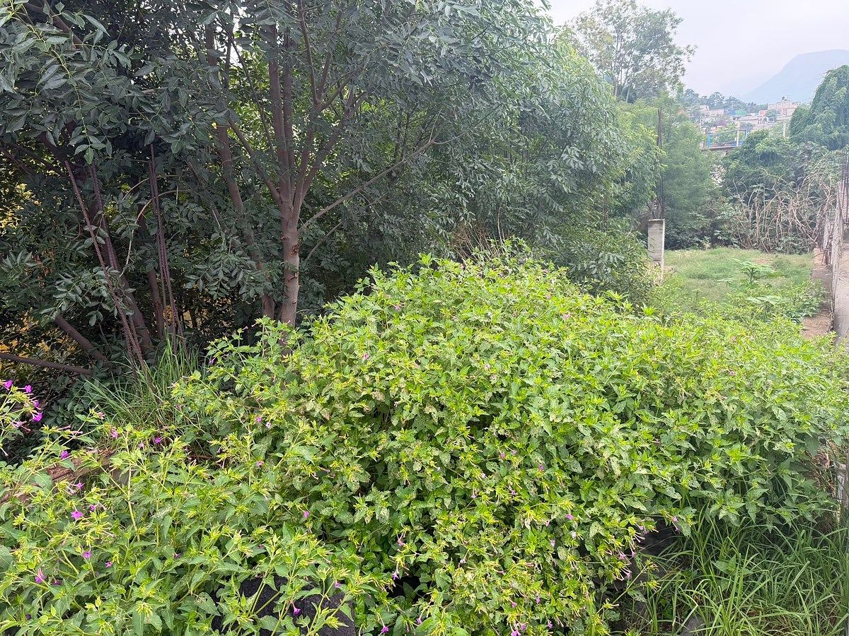 Terreno en San Mateo Tezoquipan Miraflores, Chalco, foto 3 de 12