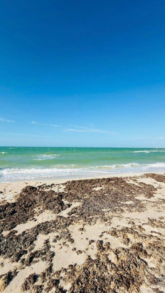 EN VENTA TERRENO FRENTE AL MAR EN CHUBURNÁ PUERTO PROGRESO YUCATÁN - foto 5