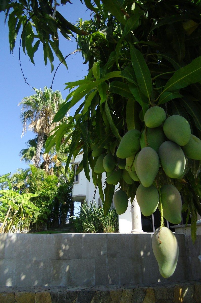 Casa en condominio en San José del Cabo Centro, Los Cabos, foto 17 de 45