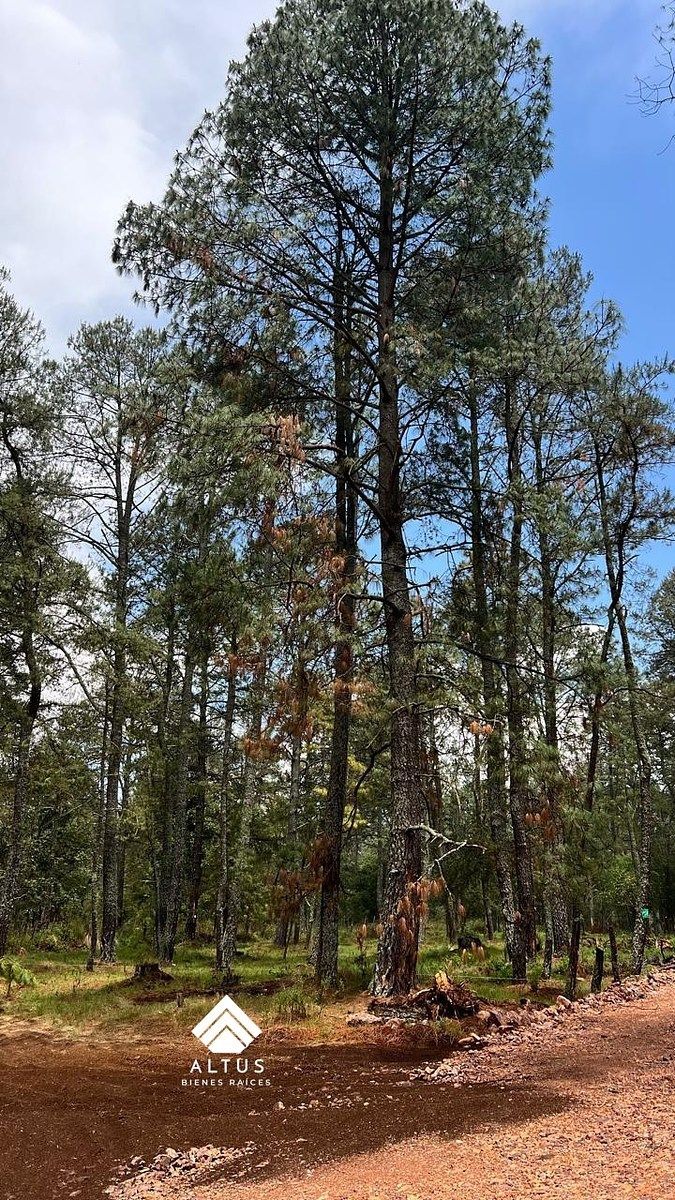 Lote em Atemajac de Brizuela, Atemajac de Brizuela, foto 9 de 19