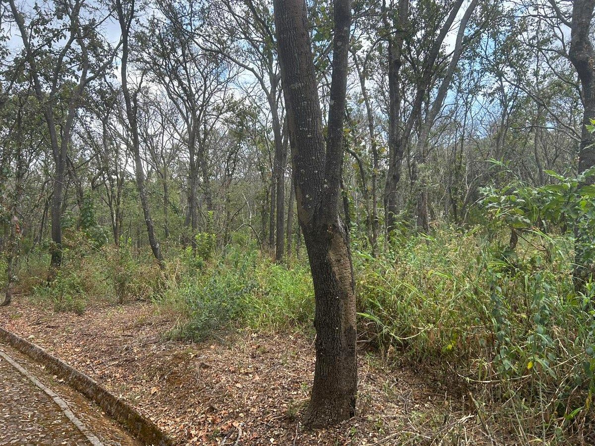 Lote em Teuchitlán, Teuchitlán, foto 4 de 21