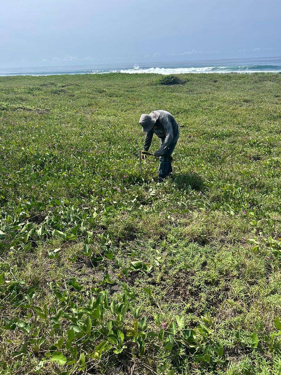 Lote em Cuyutlán, Armería, foto 10 de 12