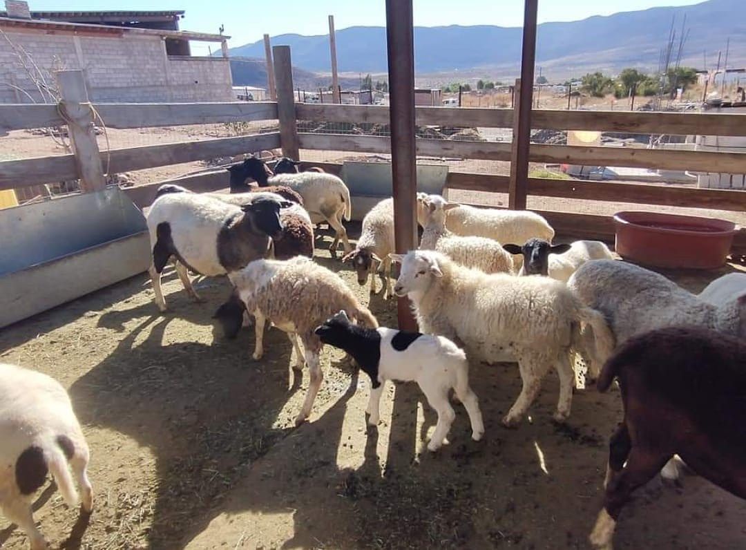 Lot in Valle De Las Palmas, Tijuana, photo 10 of 20