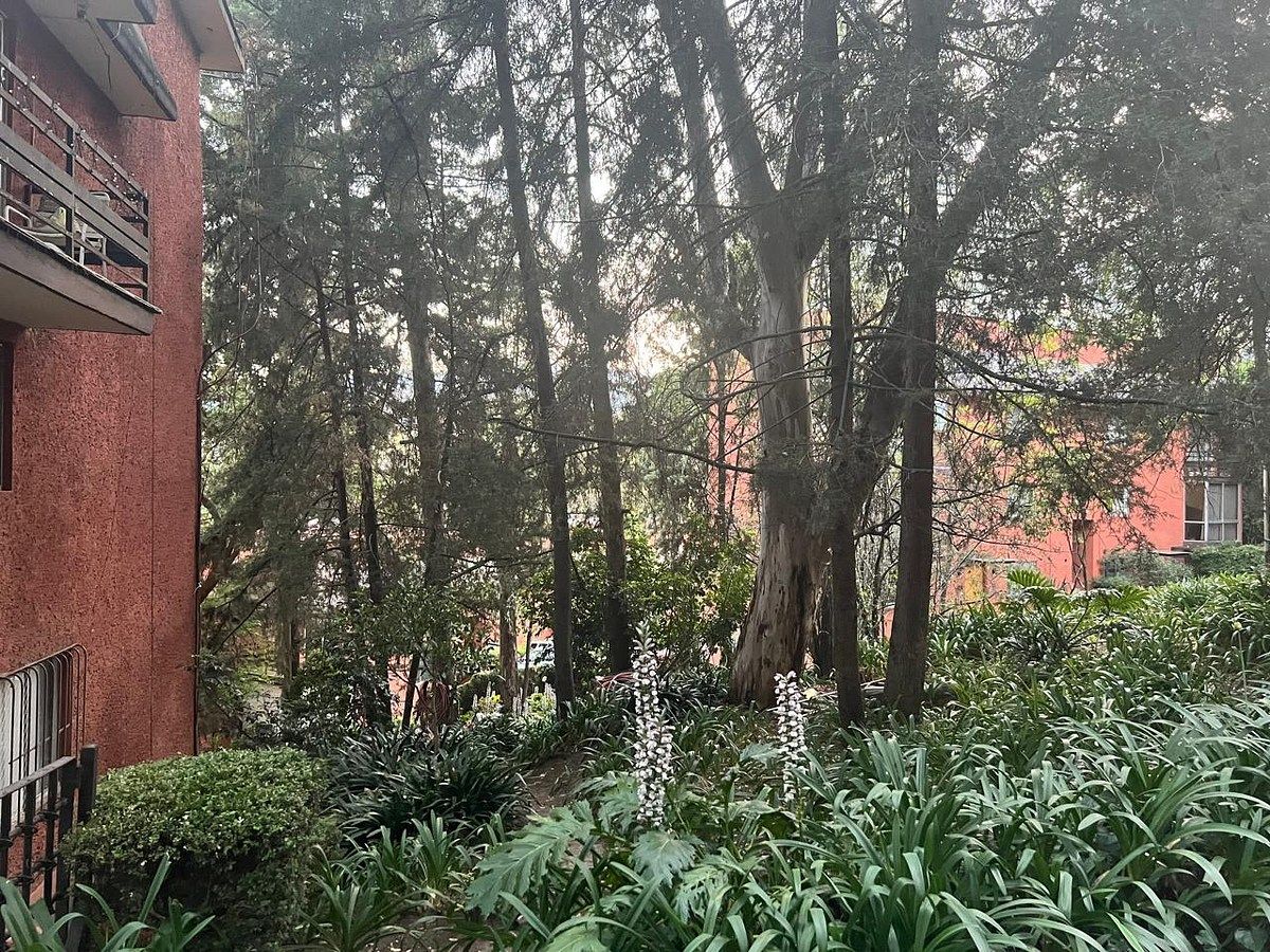 Departamento en Olivar de los Padres, Álvaro Obregón, foto 5 de 27