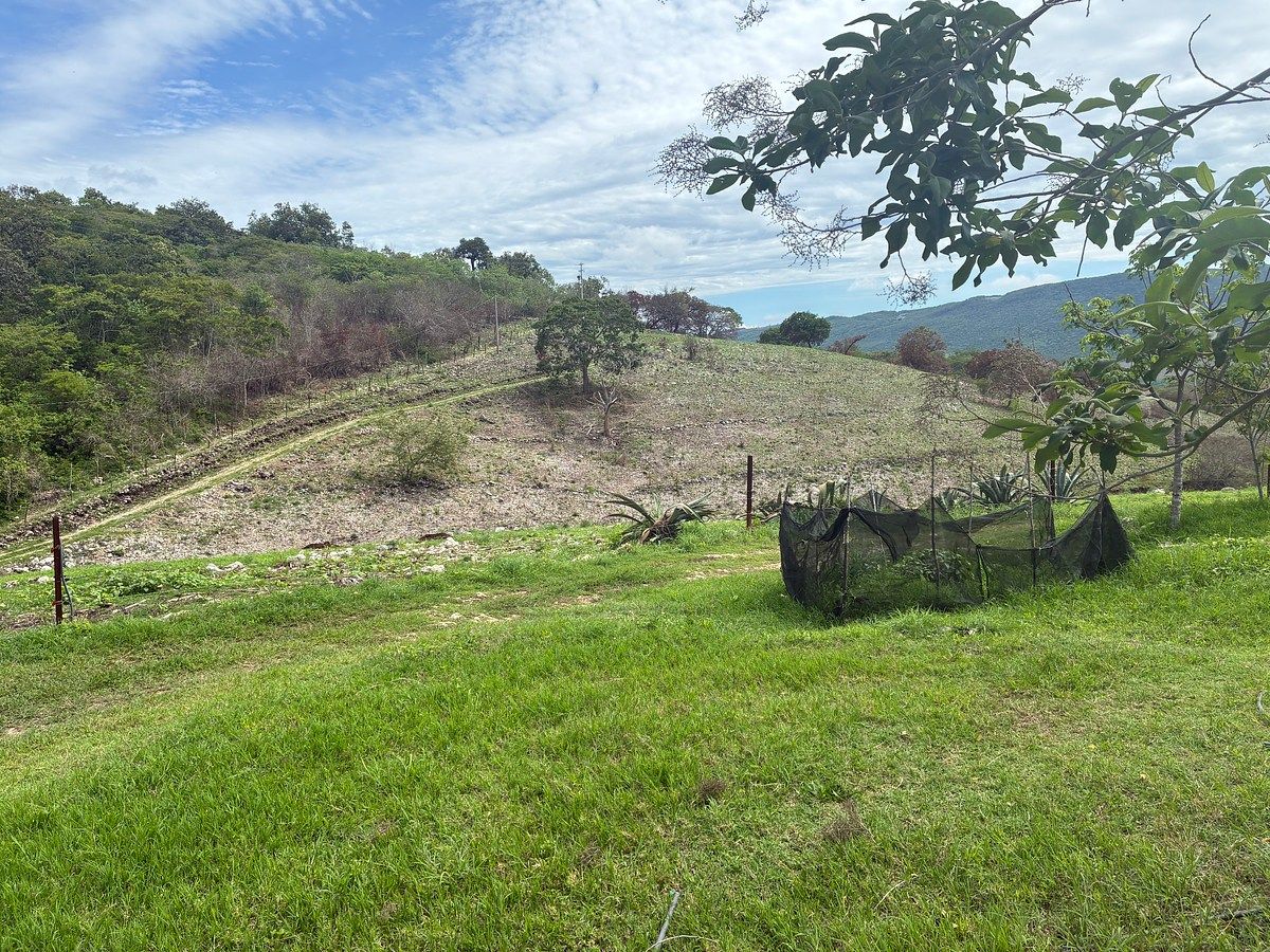 Rancho en Ciudad Bonampak, Ocozocoautla de Espinosa, foto 9 de 25