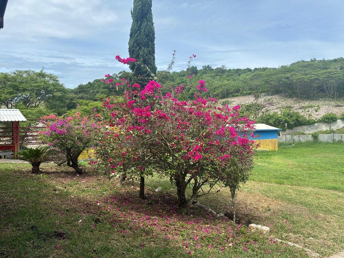 Rancho en Ciudad Bonampak, Ocozocoautla de Espinosa, foto 13 de 25