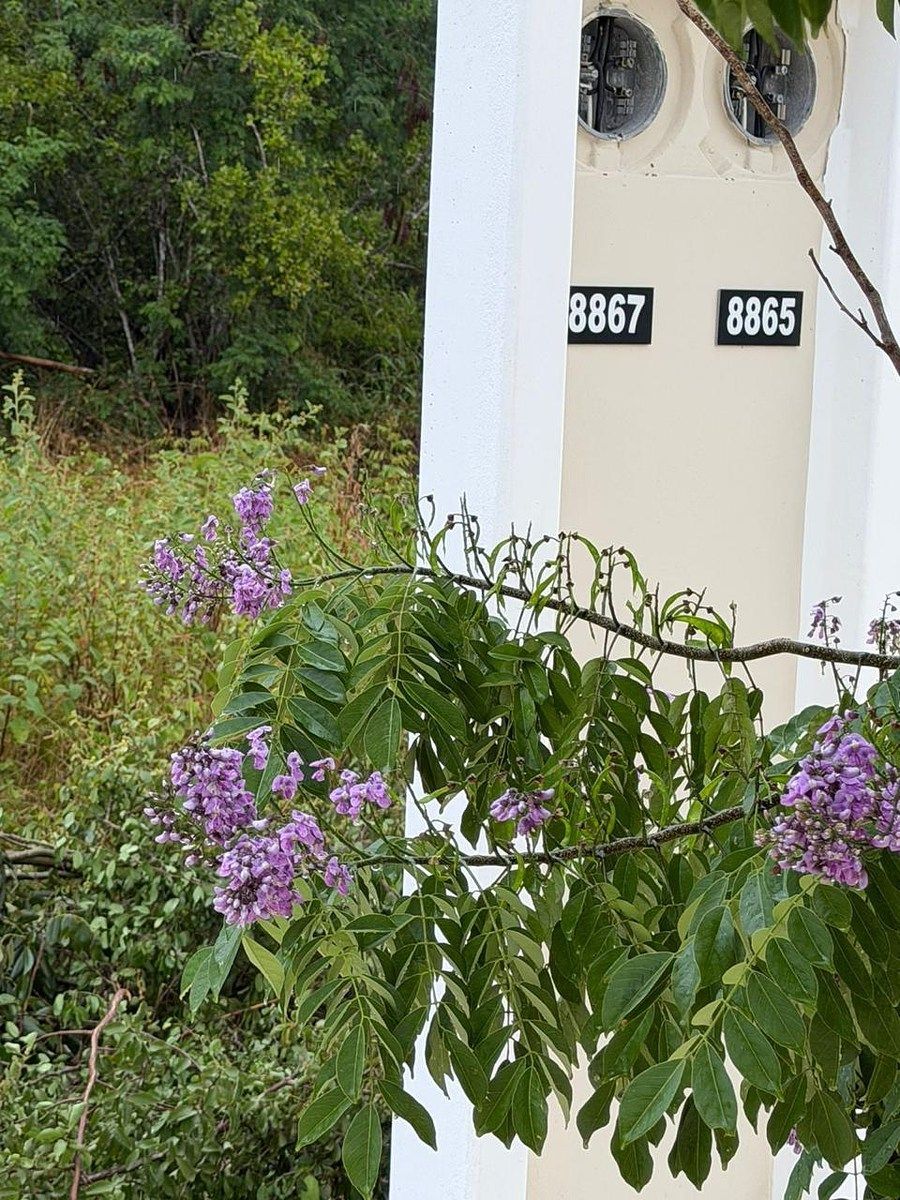 Lote em Tamanché, Mérida, foto 16 de 17