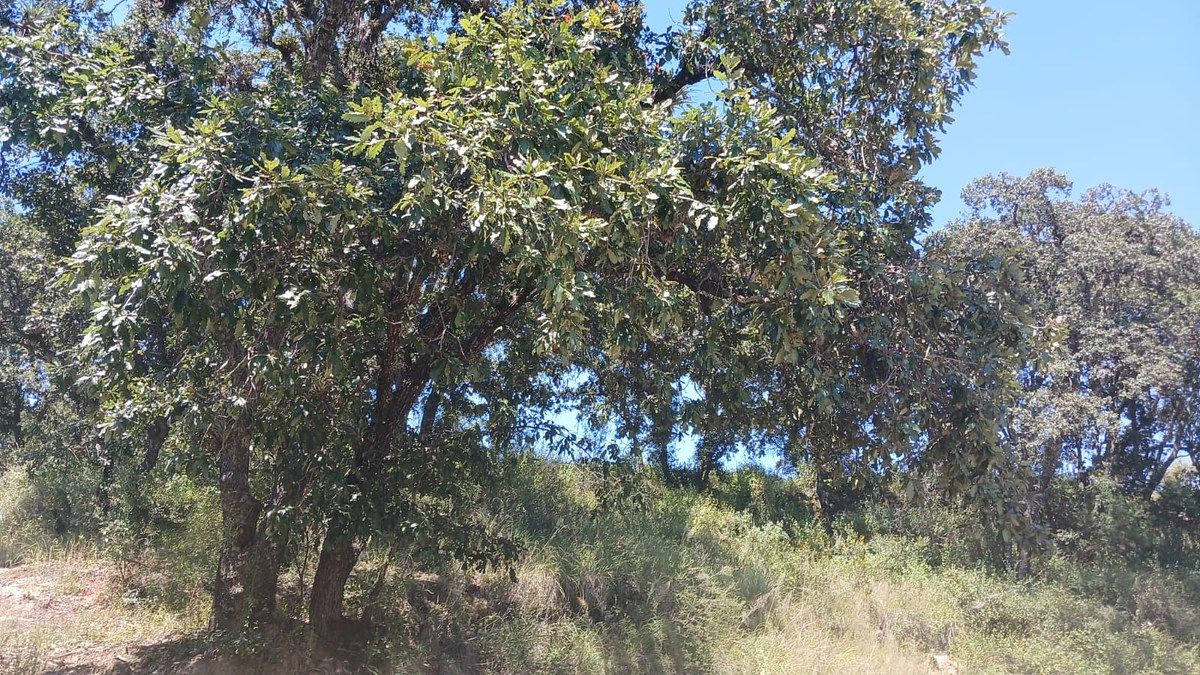 Terreno en Campestre Haras, Amozoc, foto 15 de 18
