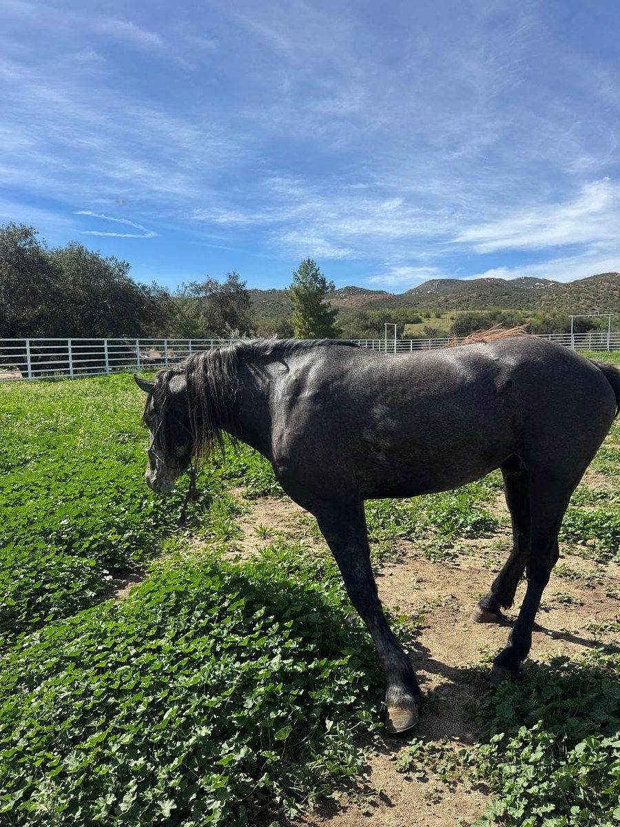 Lot in Francisco Zarco, Ensenada, photo 14 of 21