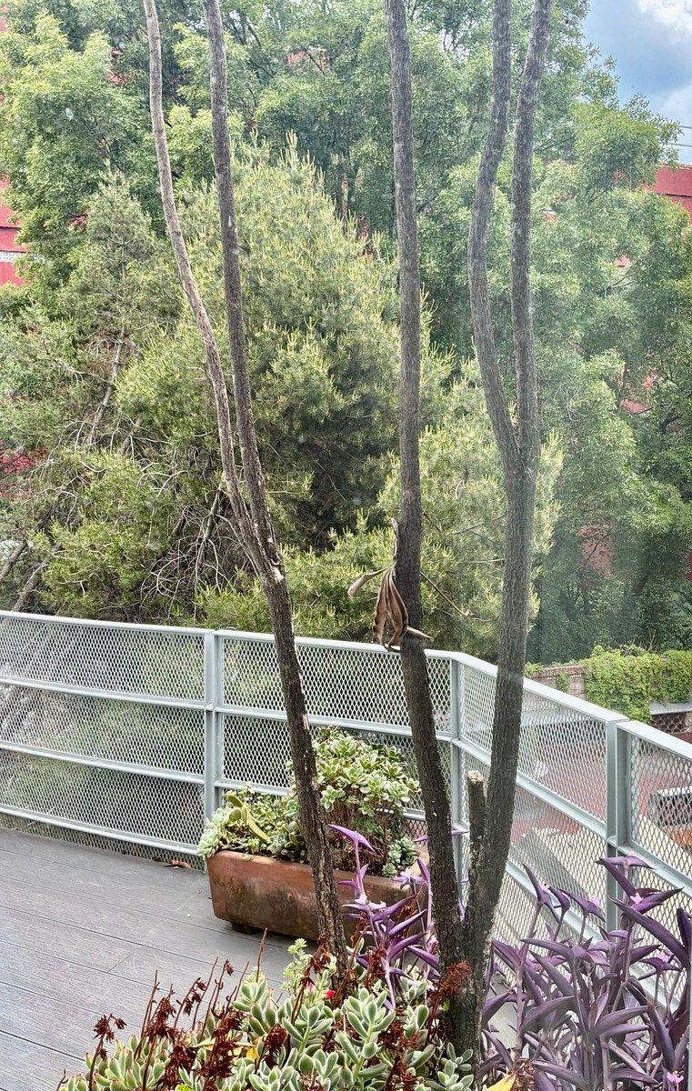 Apartment in San Miguel Chapultepec I Sección, Miguel Hidalgo, photo 18 of 25