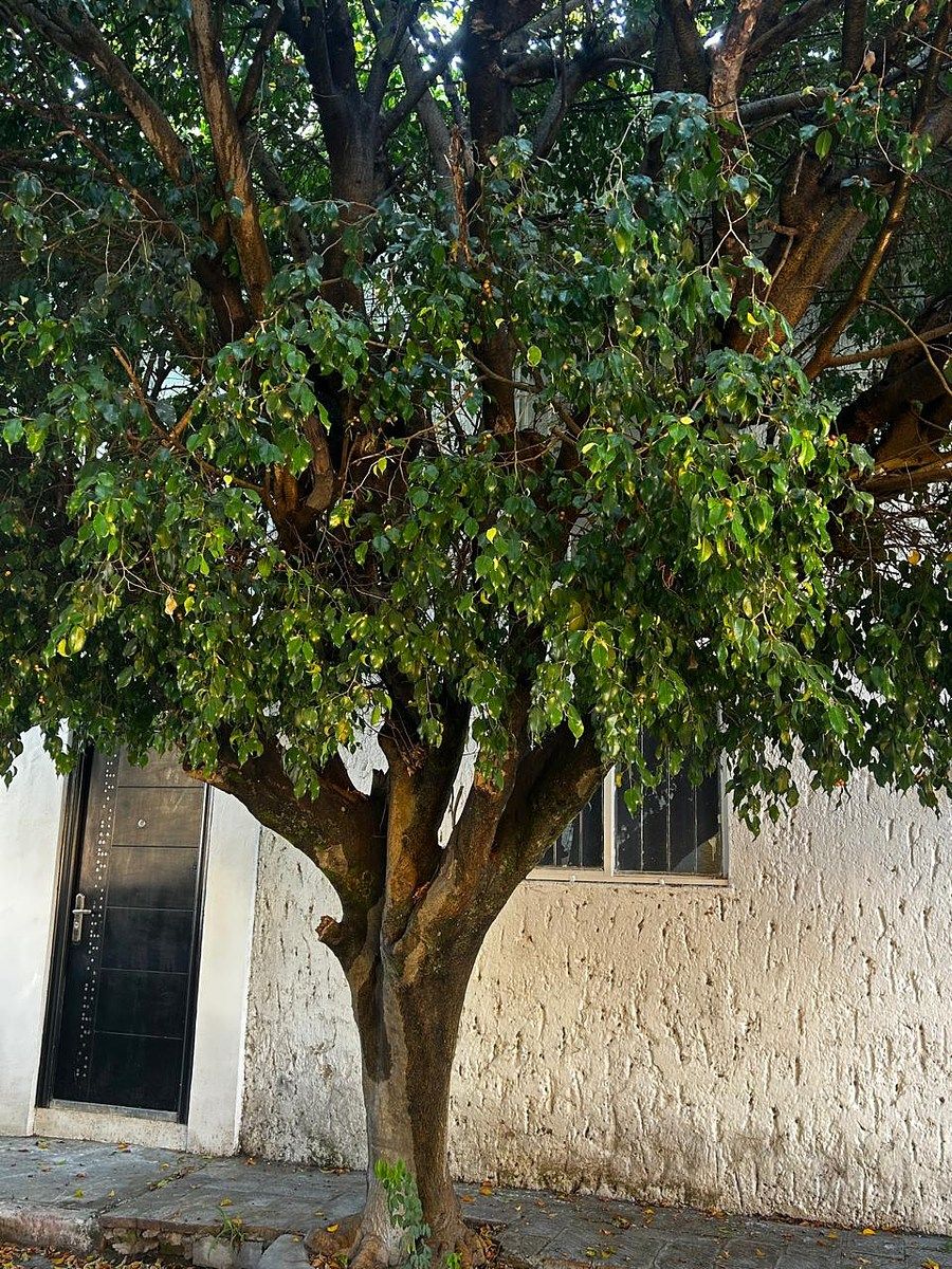 Office in Seattle, Zapopan, photo 16 of 17
