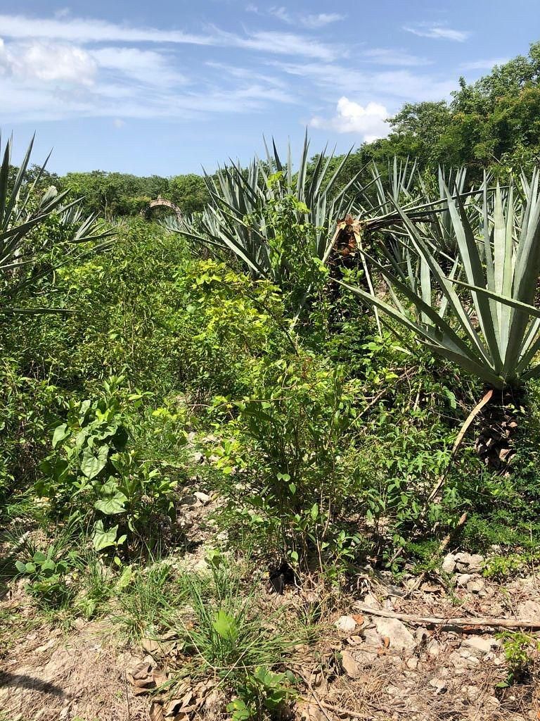 Lote em Hunucmá, Hunucmá, foto 7 de 9