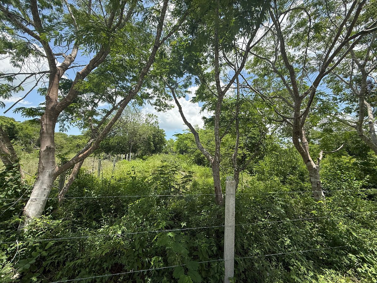 Lot in Komchen, Mérida, photo 8 of 11