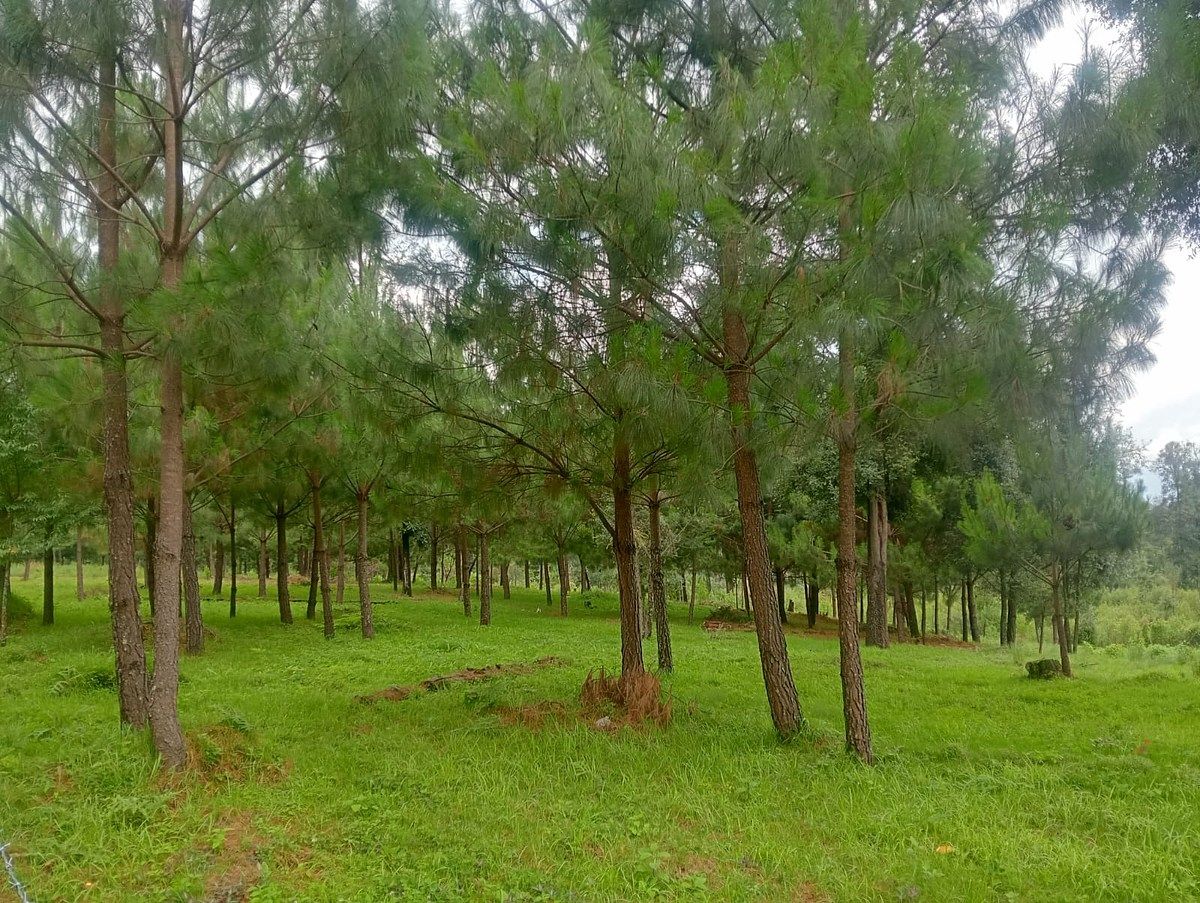 Terreno en Cuadrilla de Dolores, Valle de Bravo, foto 2 de 10