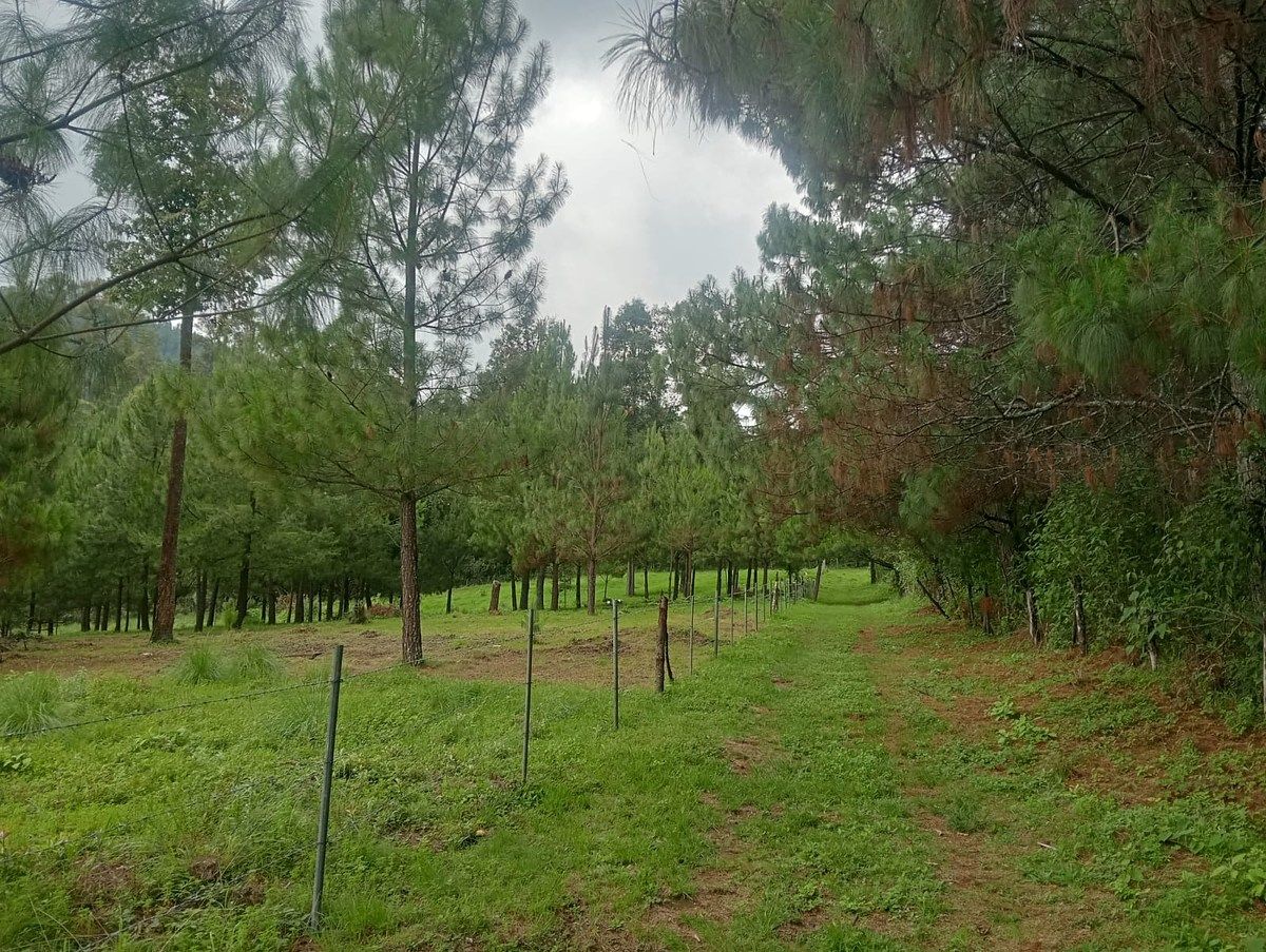 Terreno en Cuadrilla de Dolores, Valle de Bravo, foto 9 de 10