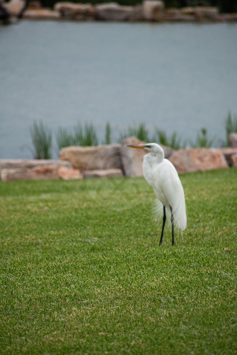 TERRENOS | VENTA | LAGO DE JURIQUILLA | Residencial Exclusivo con Espejo de Agu - foto 5