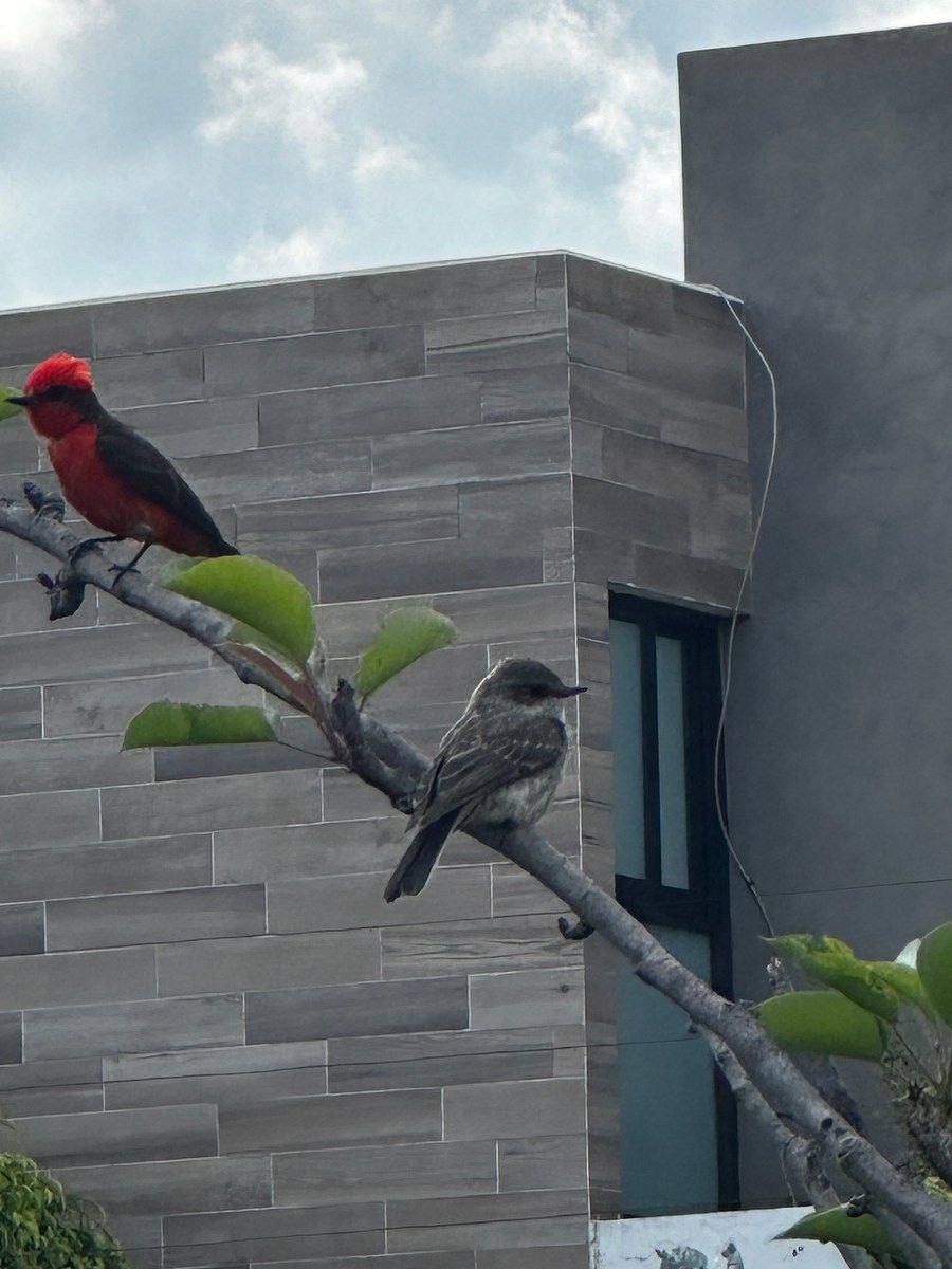 Casa em Lomas de Angelópolis, San Andrés Cholula, foto 10 de 15